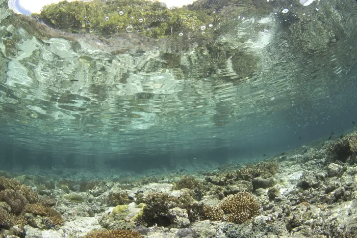 Framed Print : View of shallow water coral reef habitat