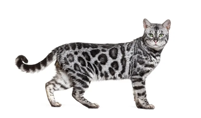 Framed Print : Side view of a Silver bengal cat