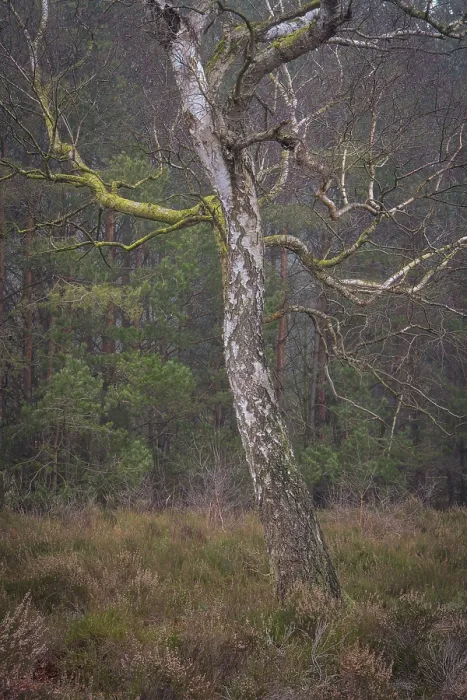 Framed Print : View of a single bike standing alone on a heath area