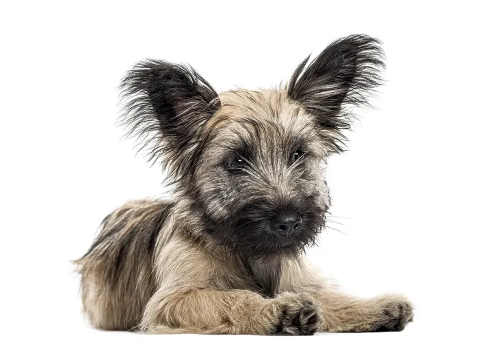 Framed Print : Front view of a Skye Terrier dog lying down isolated on white Framed Print : Front view of a Skye Terrier dog lying down isolated on white