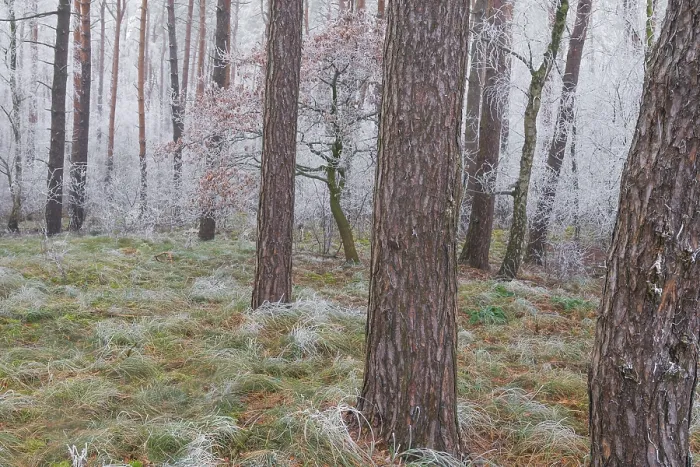 Framed Print : View of a small oak tree frozen with hoarfrost in a spruce forest