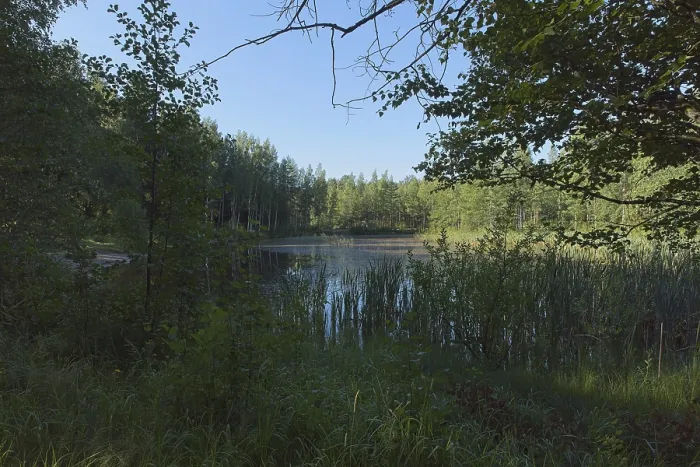 Framed Print : View of small pond in forest in summer Framed Print : View of small pond in forest in summer