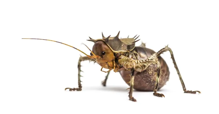 Framed Print : Side view of a Soldier Cricket