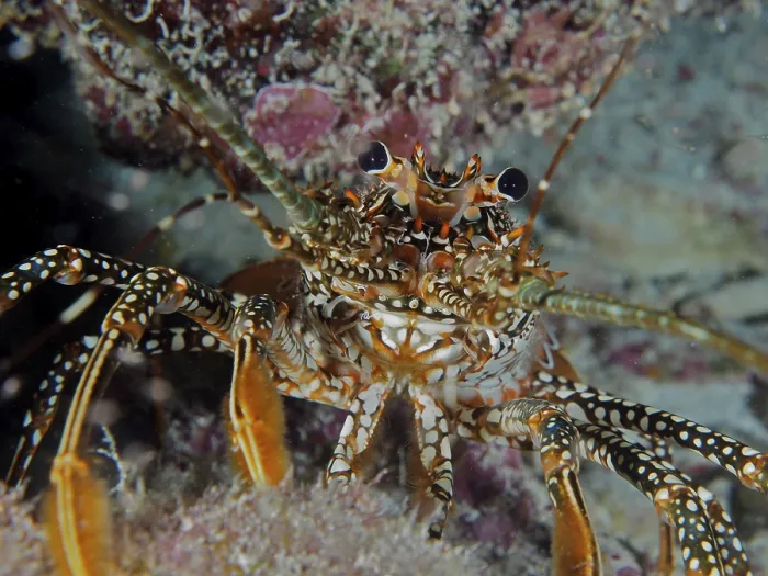 Framed Print : Front view of a spiny crayfish with striking eyes and distinctive pattern Framed Print : Front view of a spiny crayfish with striking eyes and distinctive pattern