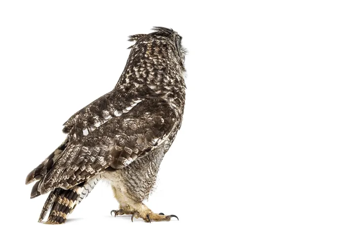 Framed Print : Side view of a spotted eagle-owl Framed Print : Side view of a spotted eagle-owl