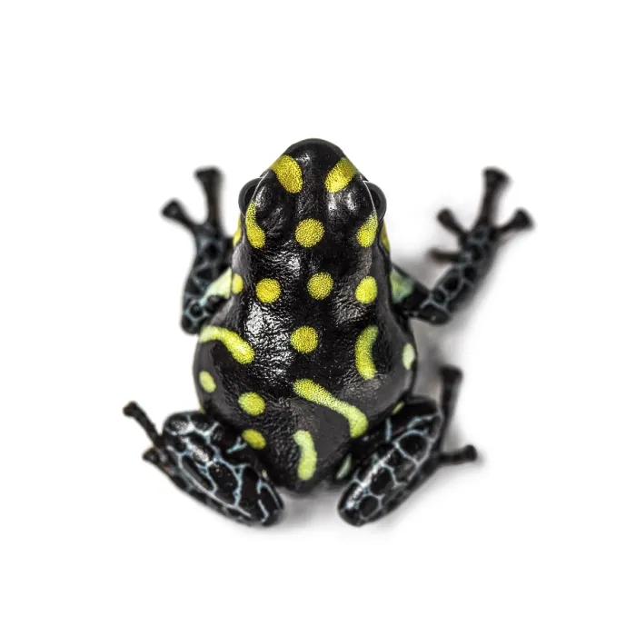 Framed Print : Top view of a Spotted poison frog