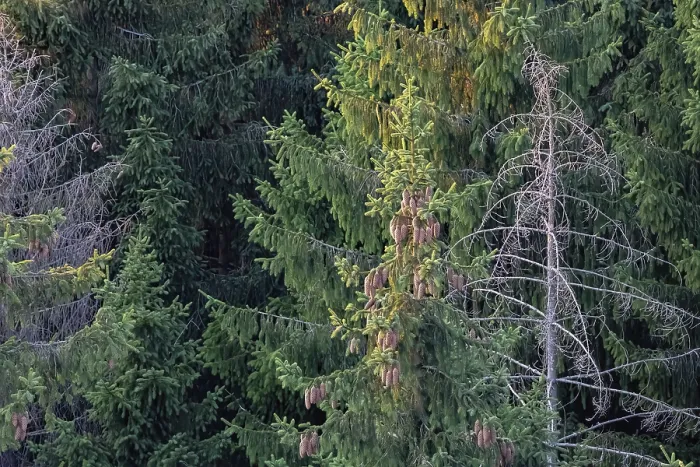 Framed Print : View from above into a spruce forest Framed Print : View from above into a spruce forest