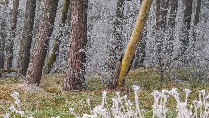 Framed Print : View of spruces frozen with hoarfrost in the forest