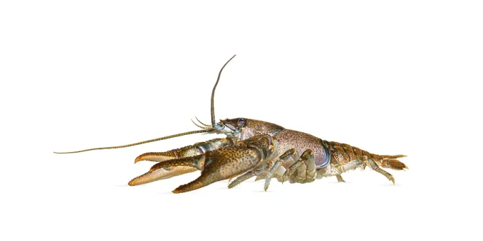 Framed Print : Side view of stone crayfish, Austropotamobius torrentium Framed Print : Side view of stone crayfish, Austropotamobius torrentium