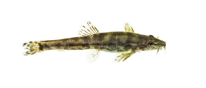 Framed Print : Side view of a Stone loach, Barbatula barbatula