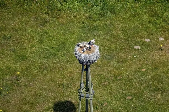Framed Print : View of the stork nest of Werner and Louise storks in the Dorsten nature reserve