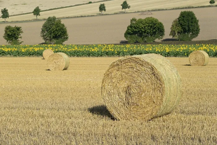 Framed Print : View over a stubble field with straw bales and a sunflower field