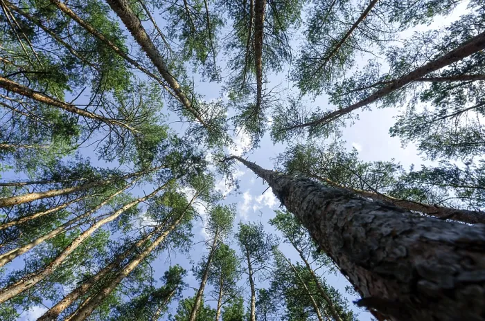 Framed Print : Bottom view of tall pine trees in the forest against the sky and clouds nature background Framed Print : Bottom view of tall pine trees in the forest against the sky and clouds nature background