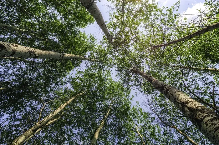 Framed Print : Bottom view of tall trees in the forest against the sky and clouds nature background