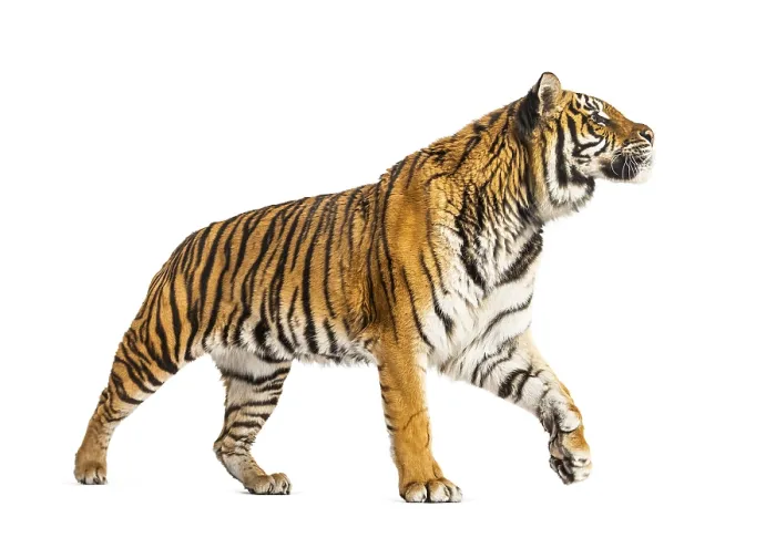 Framed Print : Side view of a Tiger walking away