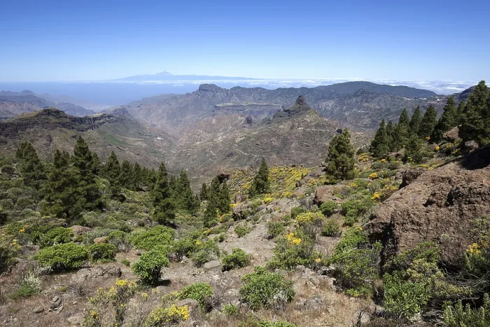 Framed Print : View from the trail around the Roque Nublo on blooming vegetation
