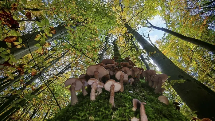 Framed Print : View along a tree trunk full of mushrooms up to the autumn-colored treetops and blue sky Framed Print : View along a tree trunk full of mushrooms up to the autumn-colored treetops and blue sky