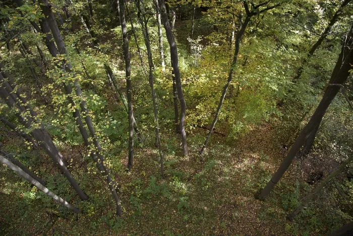 Framed Print : View from a treetop path into the forest Framed Print : View from a treetop path into the forest