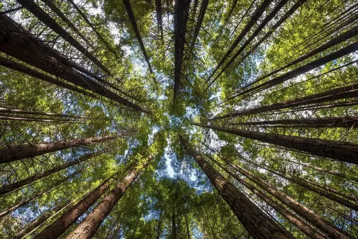 Framed Print : View from below into the treetops