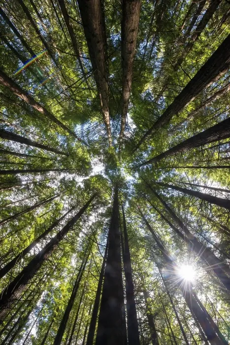 Framed Print : View from below into the treetops