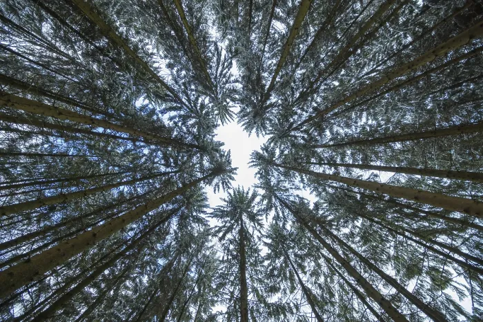 Framed Print : View into the treetops of a coniferous forest in winter Framed Print : View into the treetops of a coniferous forest in winter