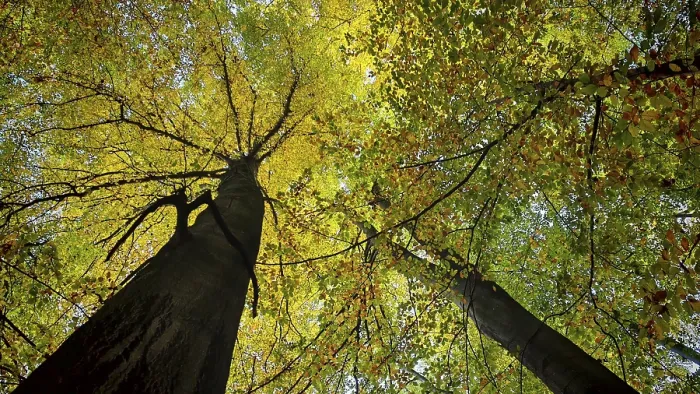 Framed Print : View of treetops with yellow-green leaves in autumn forest and sunlight Framed Print : View of treetops with yellow-green leaves in autumn forest and sunlight