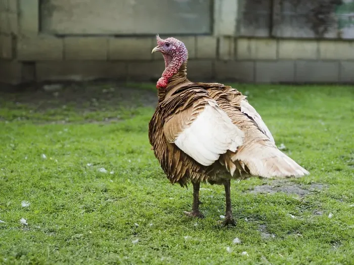 Framed Print : Side view turkey staying grass