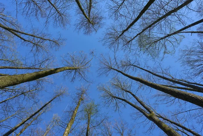 Framed Print : View upwards through tall, leafless alder trees in a forest against a clear blue sky Framed Print : View upwards through tall, leafless alder trees in a forest against a clear blue sky