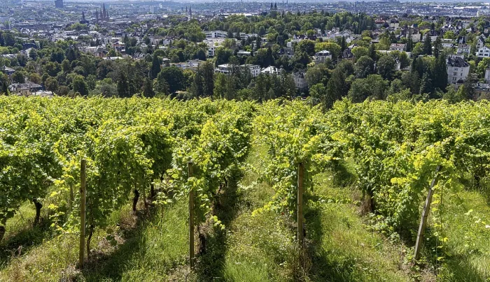 Framed Print : View of vineyards and villas from the Neroberg Framed Print : View of vineyards and villas from the Neroberg