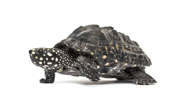 Framed Print : Side view of a Walking Black pond turtle