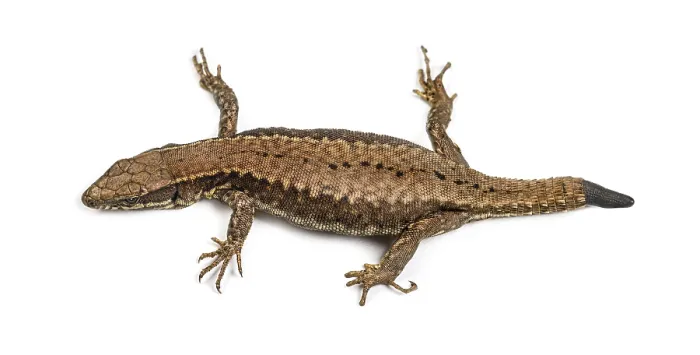 Framed Print : Top view of a Wall lizard with its tail cut Framed Print : Top view of a Wall lizard with its tail cut