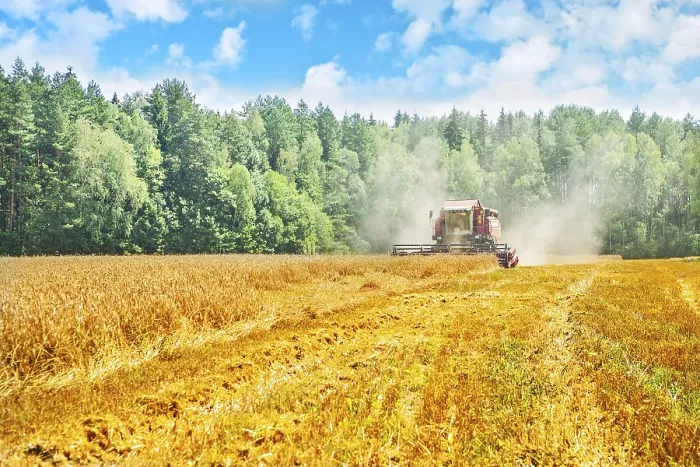 Framed Print : View on work of combine harvester on wheat field in forest instagram stile