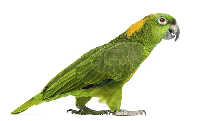 Framed Print : Side view of a Yellow-naped parrot walking (6 years old) Framed Print : Side view of a Yellow-naped parrot walking (6 years old)