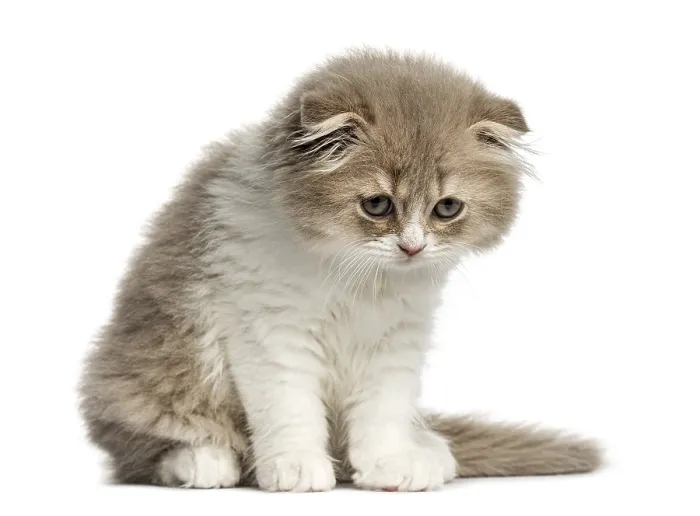 Framed Print : Front view of a Young Highland Fold kitten sitting and looking down isolated on white