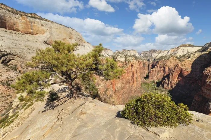 Framed Print : View of Zion Canyon from Angels Landing