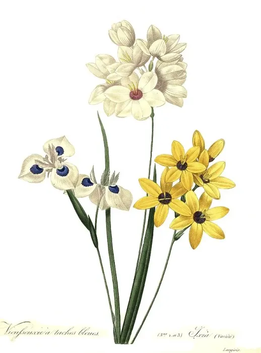 Framed Print : Vieylseuacie a Taches Bleues and Ixia var Framed Print : Vieylseuacie a Taches Bleues and Ixia var
