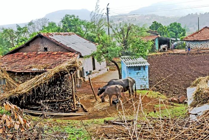 Framed Print : Village house with bullocks, Purushwadi