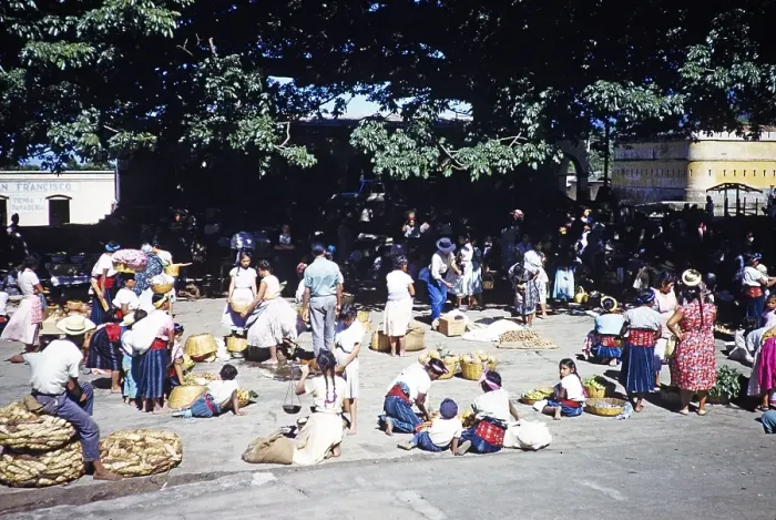Framed Print : Village market under the sacred Ceiba tree (Ceiba pentandra), Palin, Guatemala around 1961 Framed Print : Village market under the sacred Ceiba tree (Ceiba pentandra), Palin, Guatemala around 1961