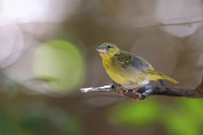 Framed Print : Village weaver, (Ploceus cucullatus)