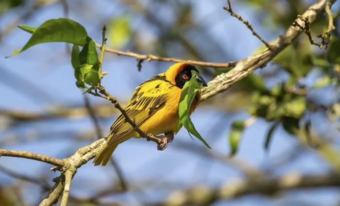 Framed Print : Village weaver (Ploceus cucullatus) Framed Print : Village weaver (Ploceus cucullatus)
