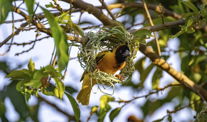 Framed Print : Village weaver (Ploceus cucullatus)