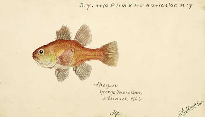 Framed Print : Vincentia conspera, Southern Cardinalfish, fish, reproduction of an original, by Frank Edward Clarke (b. 1849, d. 1899), ichthyologist and scientific draughtsman