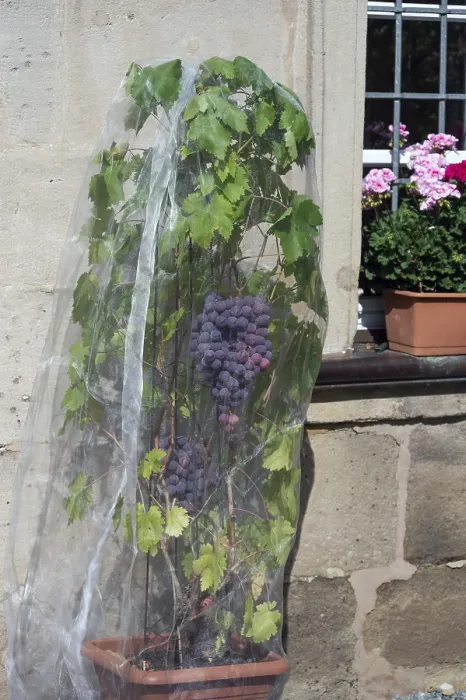 Framed Print : Vine with grapes with a net protected against birds Framed Print : Vine with grapes with a net protected against birds