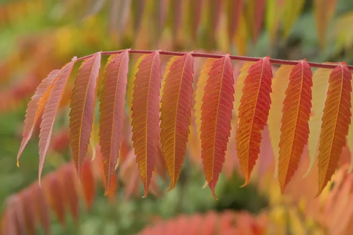 Framed Print : Vinegar tree leaves (Rhus typhina)