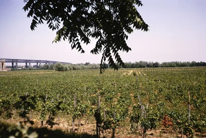 Framed Print : Vines in a field near the Pont de Cubzac, Pont Gustave Eiffel bridge, Dordogne river, Bordeaux, France 1964