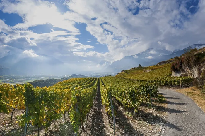 Framed Print : Vines in the Swiss Rhone Valley
