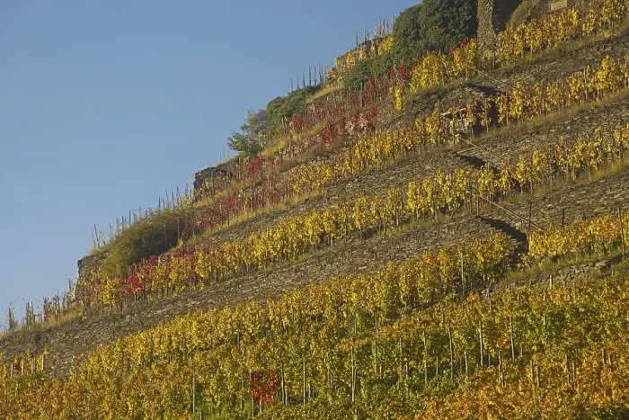Framed Print : Vineyard in autumn, red wine-growing region of the Pinot Noir and Portuguese grape varieties Framed Print : Vineyard in autumn, red wine-growing region of the Pinot Noir and Portuguese grape varieties