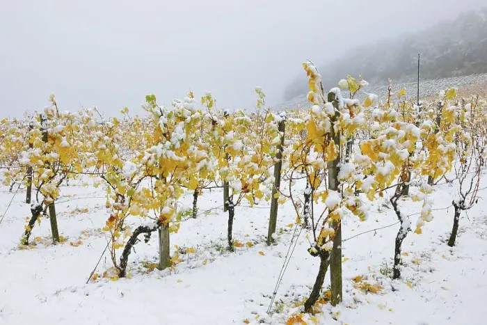 Framed Print : Vineyard in autumn with snow, Korb Framed Print : Vineyard in autumn with snow, Korb