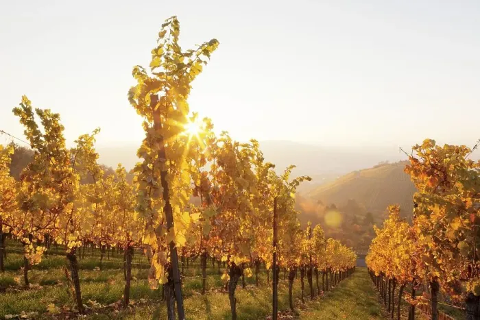 Framed Print : Vineyard in the evening in autumn Framed Print : Vineyard in the evening in autumn