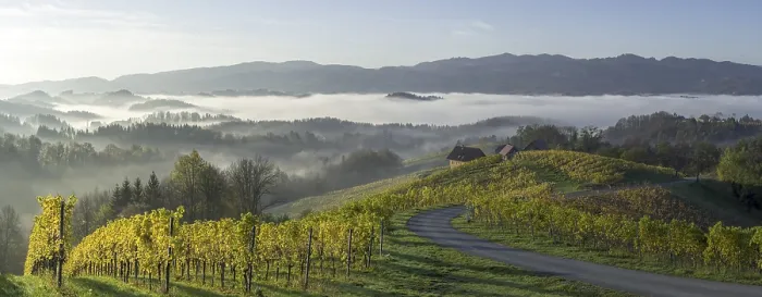 Framed Print : Vineyard in the morning mist, Fotschach Framed Print : Vineyard in the morning mist, Fotschach